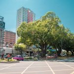 Pelo 5º ano consecutivo, Campo Grande celebra o reconhecimento como uma Tree City of the World