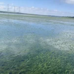 Perto da maior barragem, o apelo por água na piracema: “acabando com o rio”
