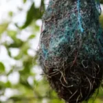 Poluição: no Brasil, aves estão fazendo ninhos com resíduos plásticos