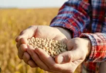 Maracaju e Sidrolândia estão entre os três maiores produtores de soja de MS