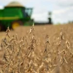 Câmbio pode definir lucro ou prejuízo da soja em MS, aponta estudo do Cepea