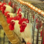 Japão amplia interesse por carne de frango e biocombustíveis de Mato Grosso do Sul