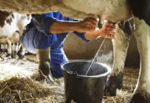 Falta de energia leva produtores a descartar quase mil litros de leite em MS